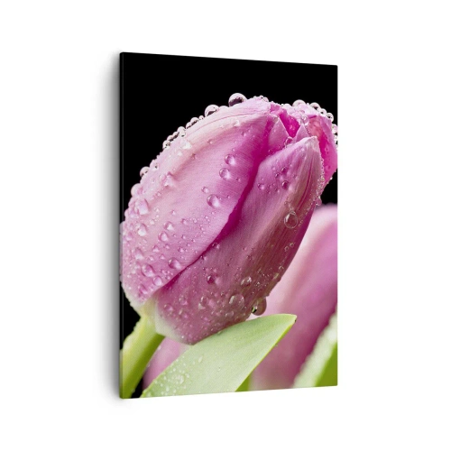 Obraz na płótnie - Liliowy tulipan pokryty rosą na tle czarnego tła - 50x70cm - Liliowy sen w rosie - Nowoczesna dekoracja ścienna do salonu, kuchni i sypialni ARTTOR