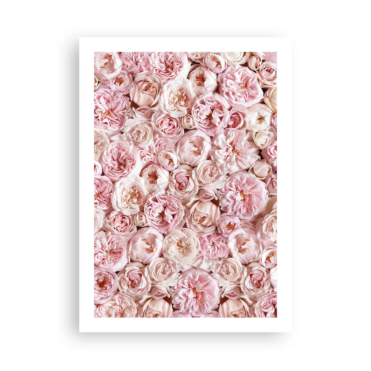 Plakat - Romantyczna kompozycja różowych kwiatów w zbliżeniu - 50x70cm - Usłane różami - Nowoczesna dekoracja ścienna do salonu, kuchni i sypialni ARTTOR