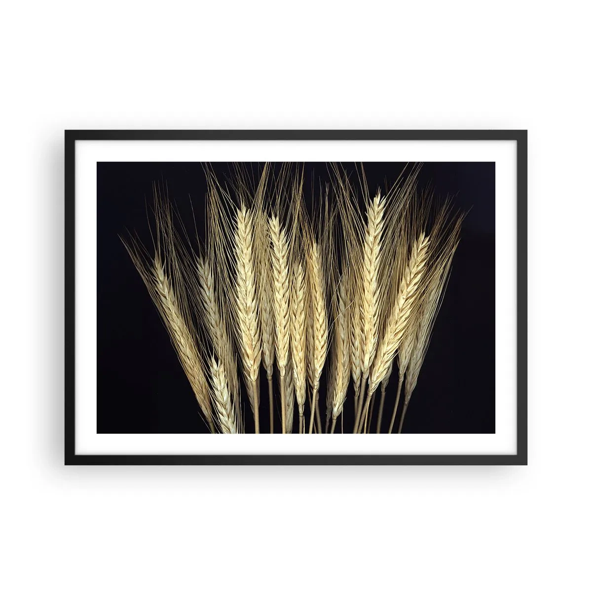 Plakat w czarnej ramie - Kłosy pszenicy na czarnym tle w rustykalnym stylu - 70x50cm - Rustykalna magia - Nowoczesna dekoracja ścienna do salonu i sypialni ARTTOR
