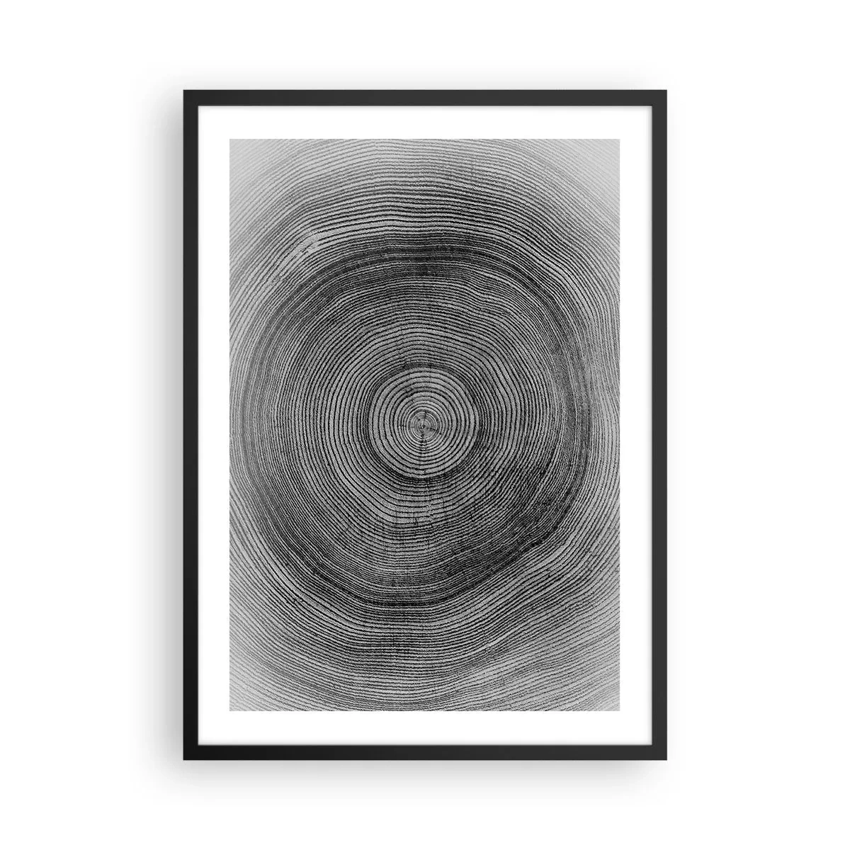 Plakat w czarnej ramie - Czarno-biała grafika przedstawiająca przekrój pnia drzewa - 50x70cm - Znak czasu - Nowoczesna dekoracja ścienna do salonu i sypialni ARTTOR