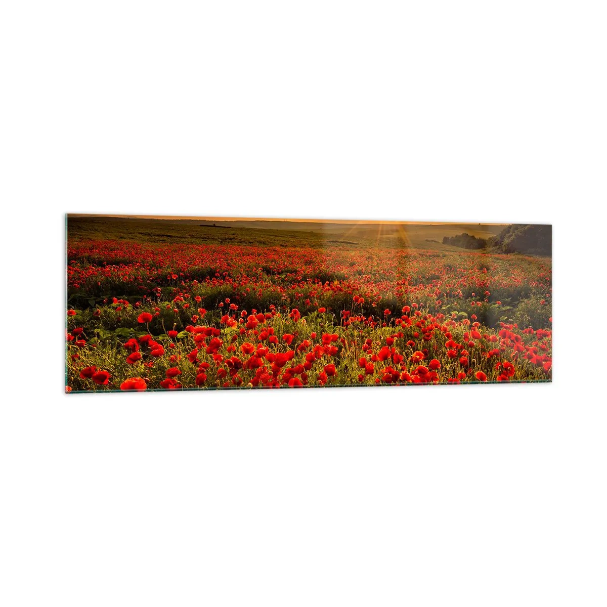 Obraz na szkle - Pole czerwonych maków w blasku zachodzącego słońca - 160x50cm - Wśród fali łąk szumiących, wśród kwiatów powodzi - Nowoczesna dekoracja ścienna do salonu i sypialni ARTTOR