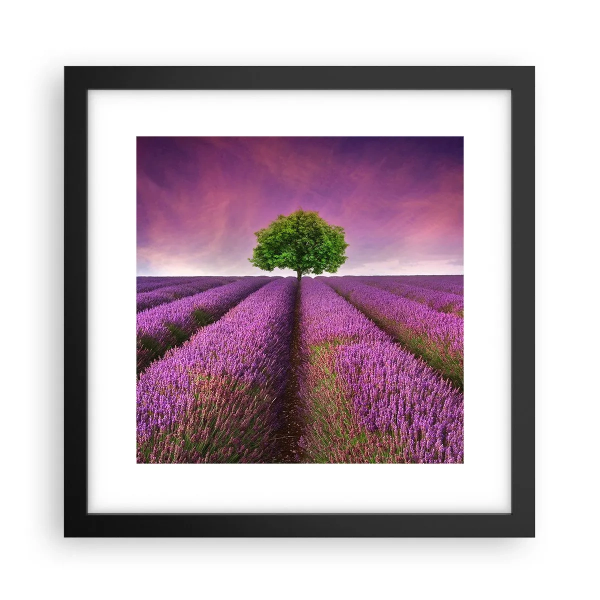 Plakat w czarnej ramie - Na lawendowych polach - 30x30 cm