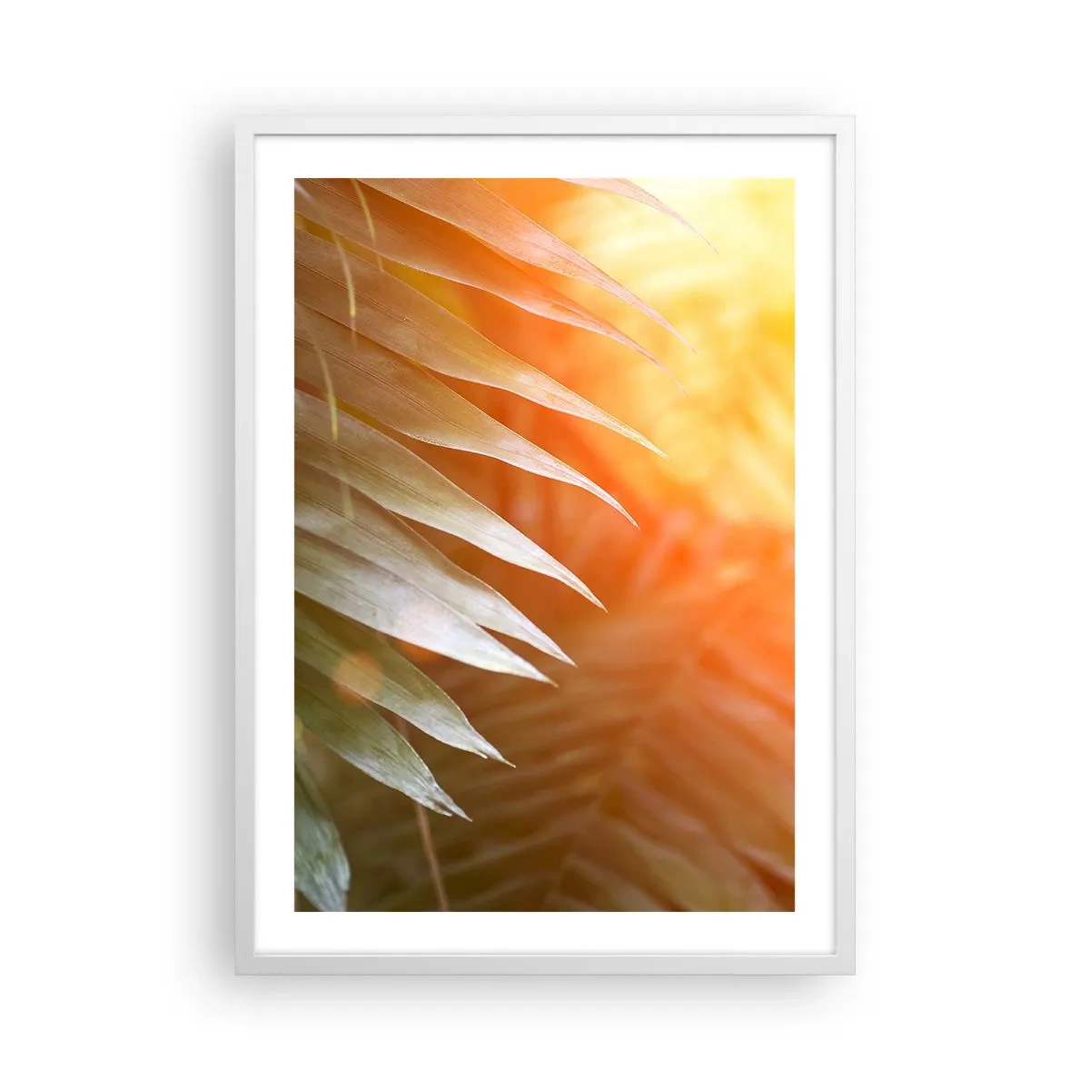 Plakat w białej ramie - Poranek w dżungli - 50x70 cm