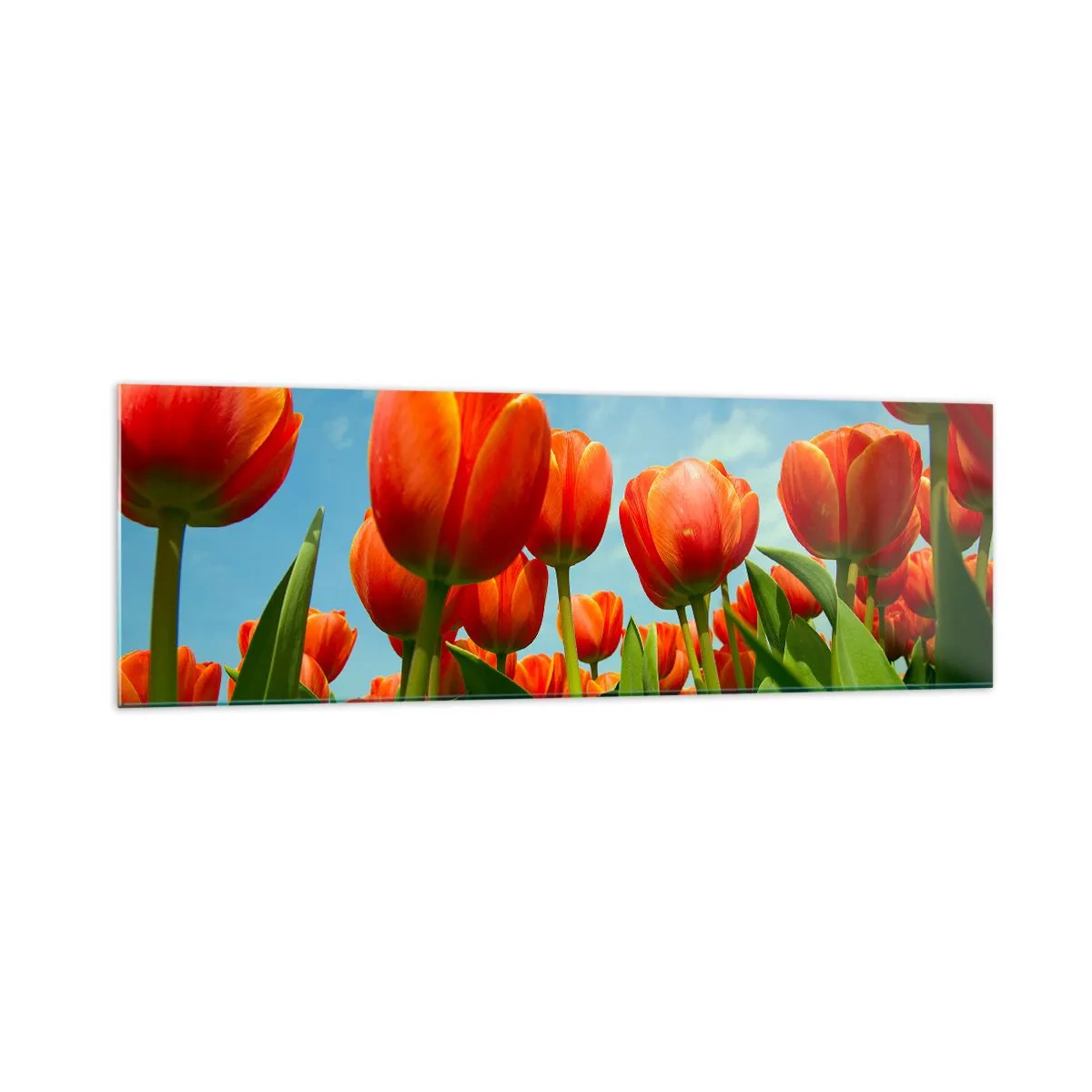 Obraz na szkle - Pole czerwono-pomarańczowych tulipanów na tle błękitnego nieba - 160x50cm - Oprócz błękitnego nieba nic im w życiu nie potrzeba - Nowoczesna dekoracja ścienna do salonu i sypialni ARTTOR