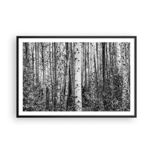 Plakat w czarnej ramie - Brzozowa kolumnada - 91x61 cm