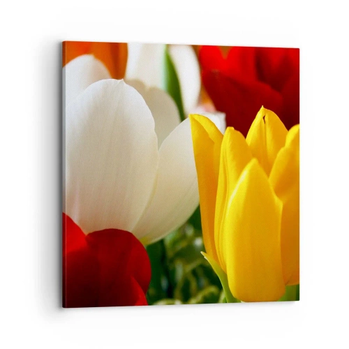 Obraz na płótnie - Tulipanowa gorączka - 70x70 cm