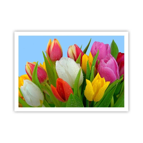 Plakat - Kolorowe tulipany pokryte kroplami rosy na błękitnym tle - 100x70cm - Kwiatowa tęcza w kroplach rosy - Nowoczesna dekoracja ścienna do salonu i sypialni ARTTOR