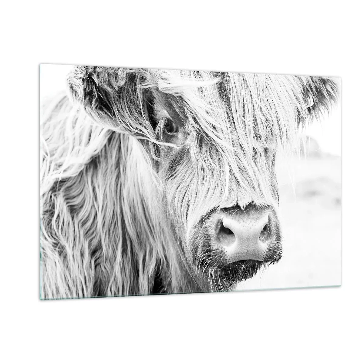 Obraz na szkle - Zbliżenie długowłosego szkockiego bydła w czerni i bieli - 120x80cm - Szkocka dzikość - Nowoczesna dekoracja ścienna do salonu, kuchni i sypialni ARTTOR