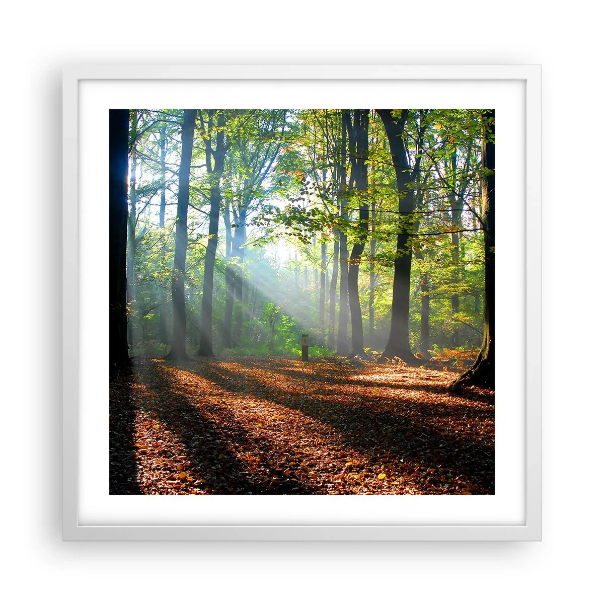 Plakat w białej ramie - Blaski i cienie - 50x50 cm