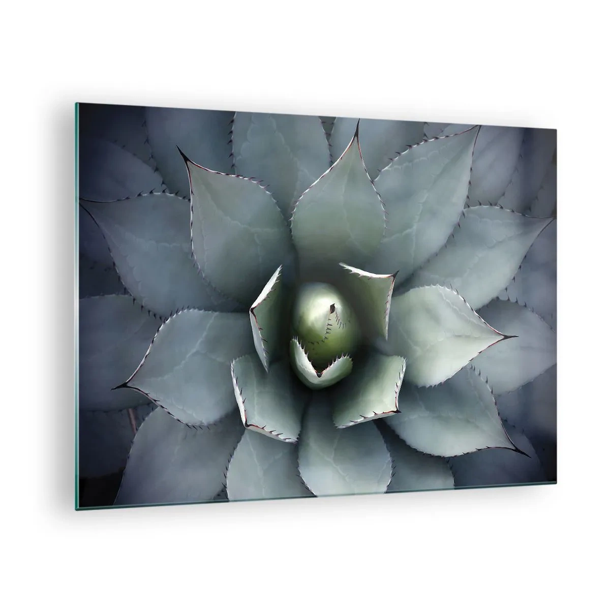 Obraz na szkle - Zbliżenie symetrycznych liści agawy o stalowej barwie - 70x50cm - Wabi i przestrzega - Nowoczesna dekoracja ścienna do salonu i sypialni ARTTOR