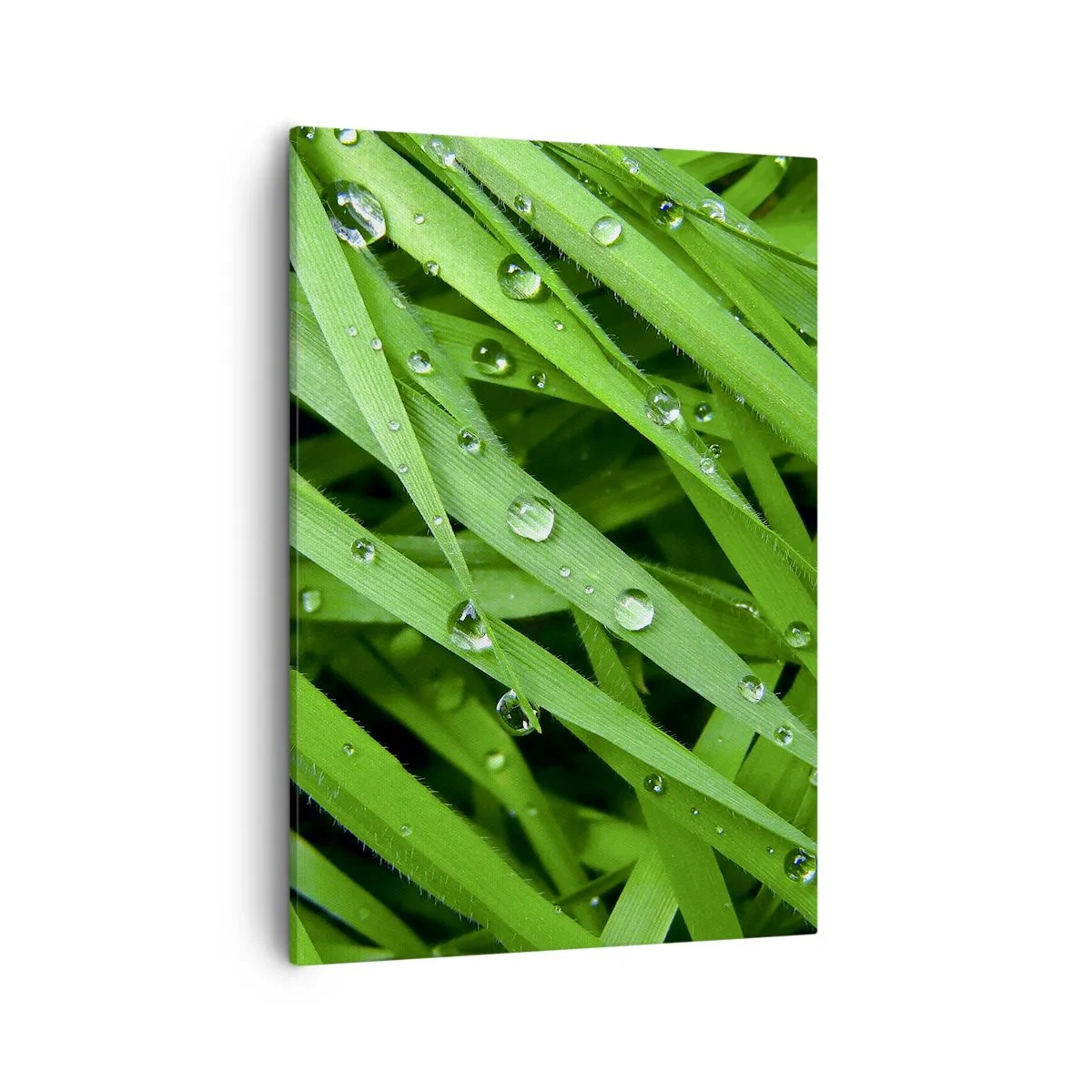 Obraz na płótnie - Liście trawy z kroplami wody w zbliżeniu - 50x70cm - Zagraj w zielone - Nowoczesna dekoracja ścienna do salonu, kuchni i sypialni ARTTOR