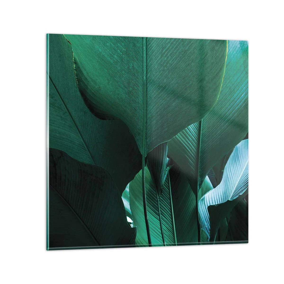 Obraz na szkle - Zwrócone do światła - 70x70 cm