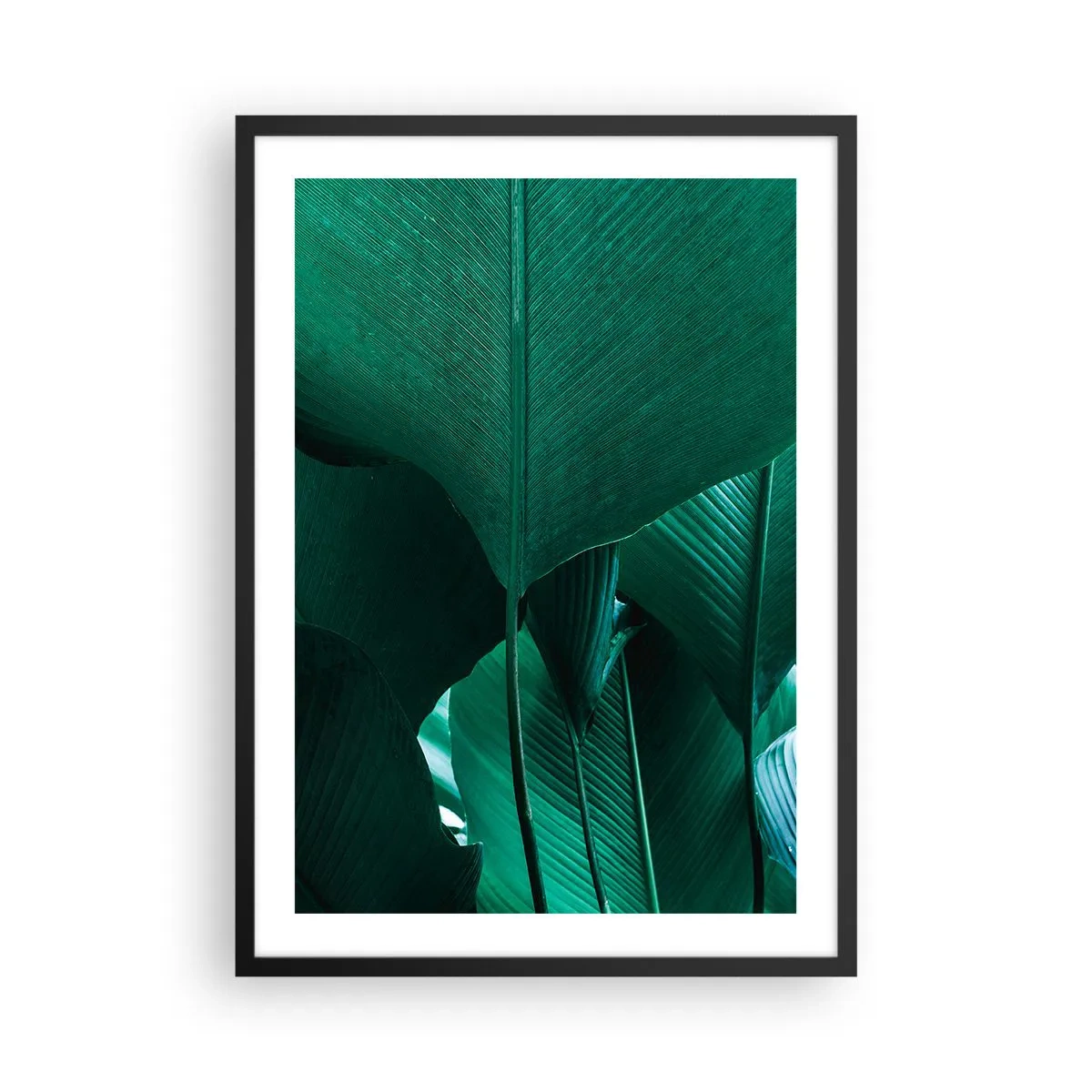 Plakat w czarnej ramie - Zbliżenie na duże zielone liście z widoczną strukturą i teksturą - 50x70cm - Zwrócone do światła - Nowoczesna dekoracja ścienna do salonu i sypialni ARTTOR