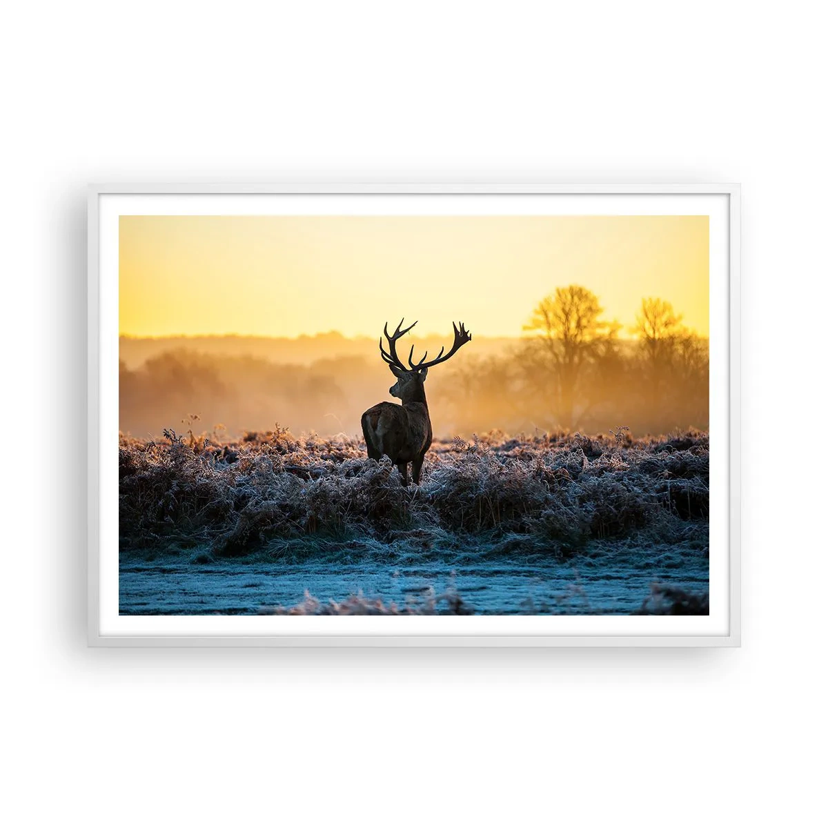 Plakat w białej ramie - Koronowany na swoich włościach - 100x70 cm