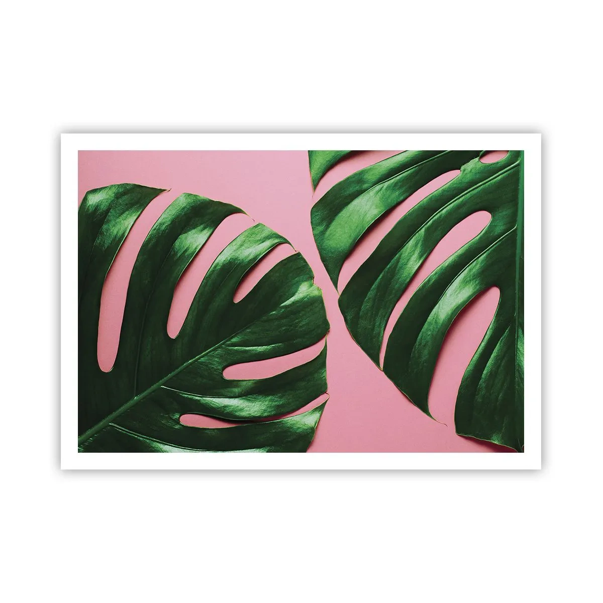 Plakat - Zielone liście monstery na różowym tle - 100x70cm - Zielone rendez-vous - Nowoczesna dekoracja ścienna do salonu i sypialni ARTTOR
