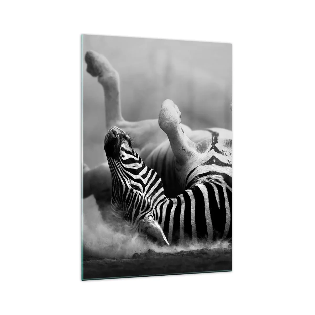 Obraz na szkle - Czarno-biała zebra tarzająca się w piasku - 70x100cm - Nie tylko koń by się uśmiał - Nowoczesna dekoracja ścienna do salonu i sypialni ARTTOR