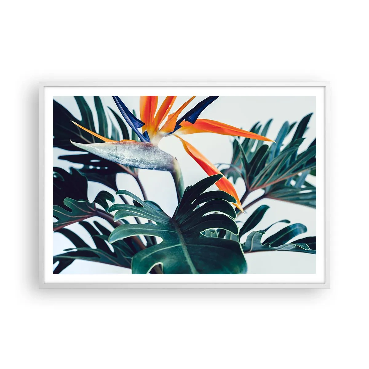 Plakat w białej ramie - Ptakokrzak - 100x70 cm