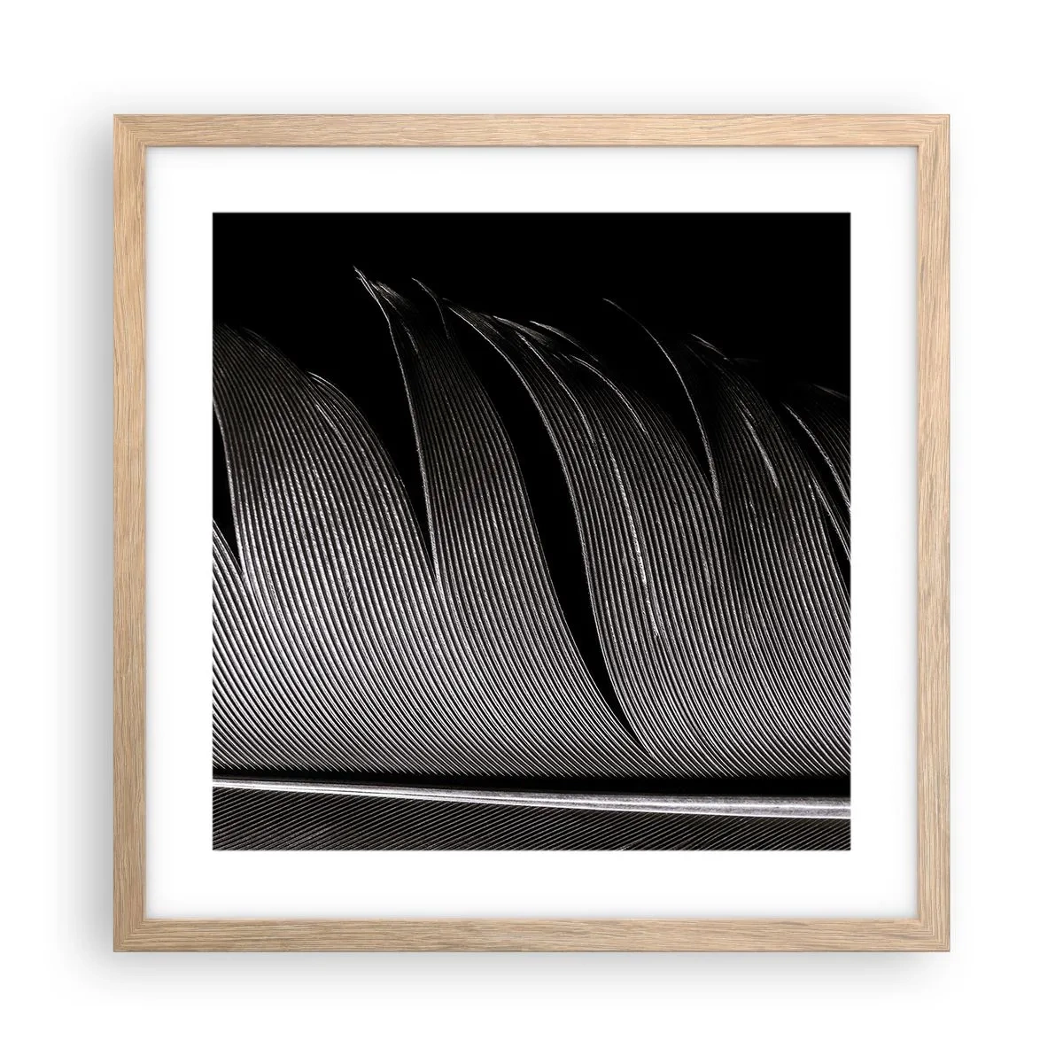 Plakat w ramie jasny dąb - Pióro – cudowna konstrukcja - 40x40 cm