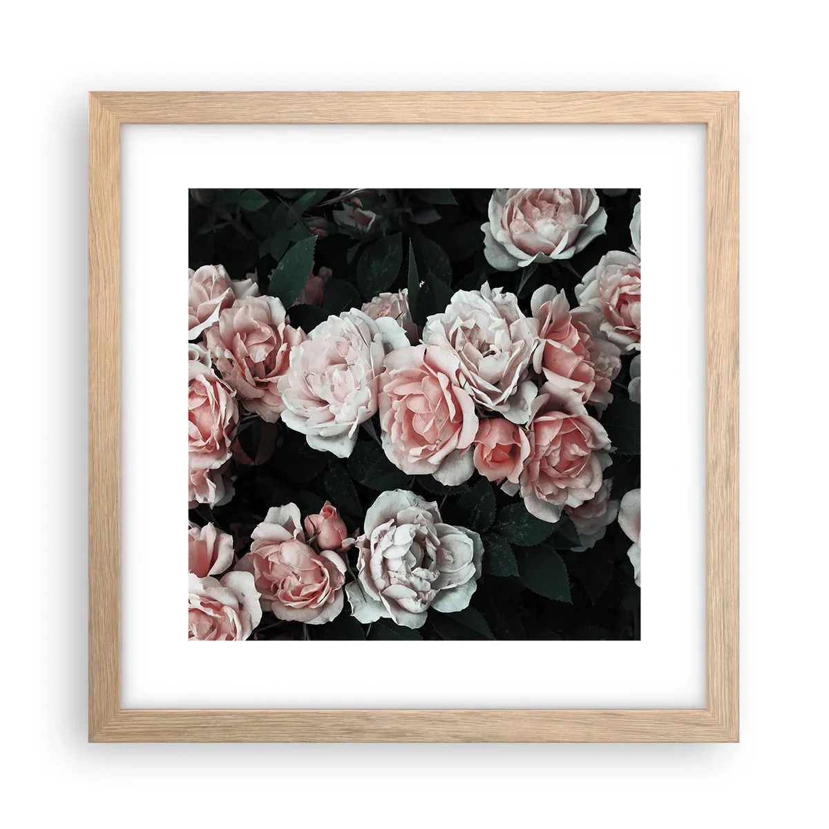 Plakat w ramie jasny dąb - Różany ansamble - 30x30 cm