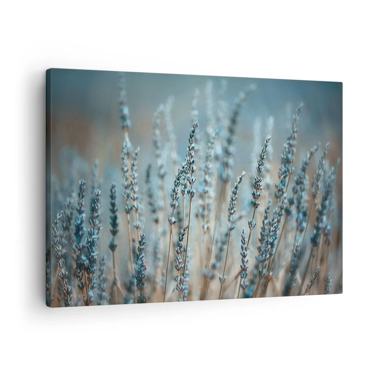 Obraz na płótnie - Lawenda na polu w subtelnej pastelowej tonacji - 70x50cm - Pachnący łan - Nowoczesna dekoracja ścienna do salonu i sypialni ARTTOR