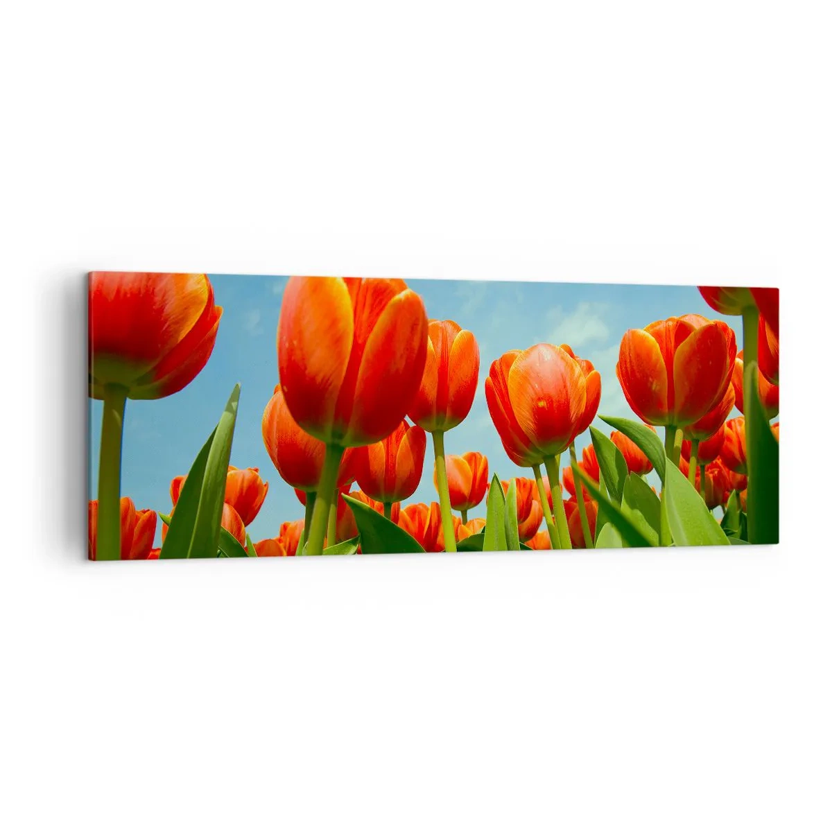 Obraz na płótnie - Pole czerwono-pomarańczowych tulipanów na tle błękitnego nieba - 140x50cm - Oprócz błękitnego nieba nic im w życiu nie potrzeba - Nowoczesna dekoracja ścienna do salonu i sypialni ARTTOR