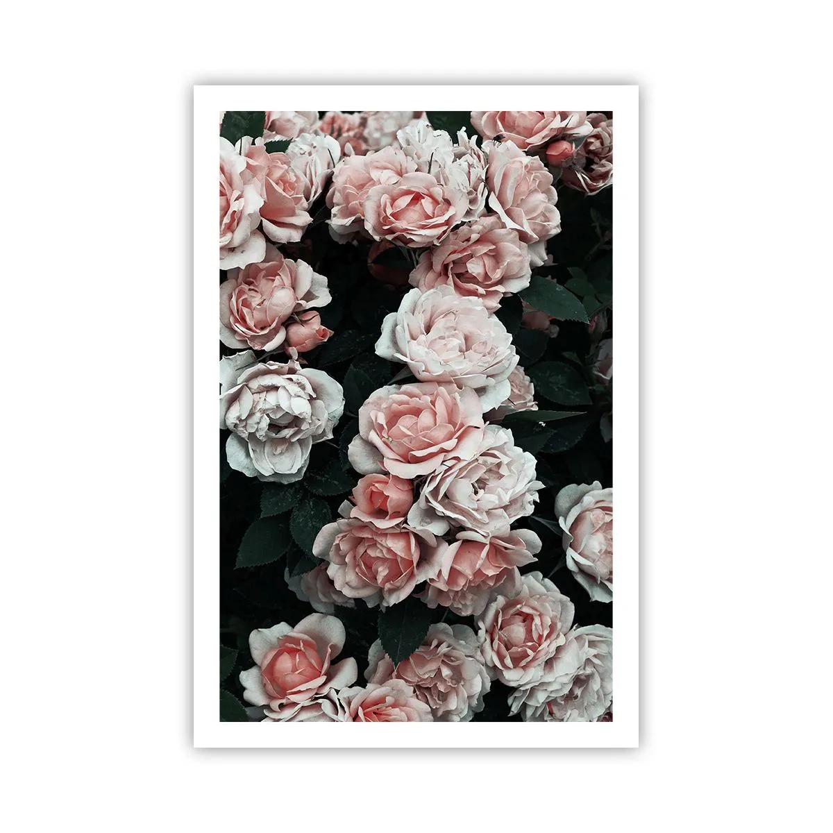 Plakat - Różany ansamble - 61x91 cm