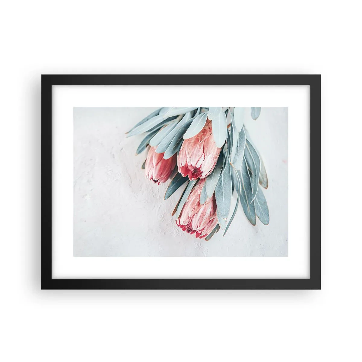 Plakat w czarnej ramie - Zawstydzone własną urodą - 40x30 cm