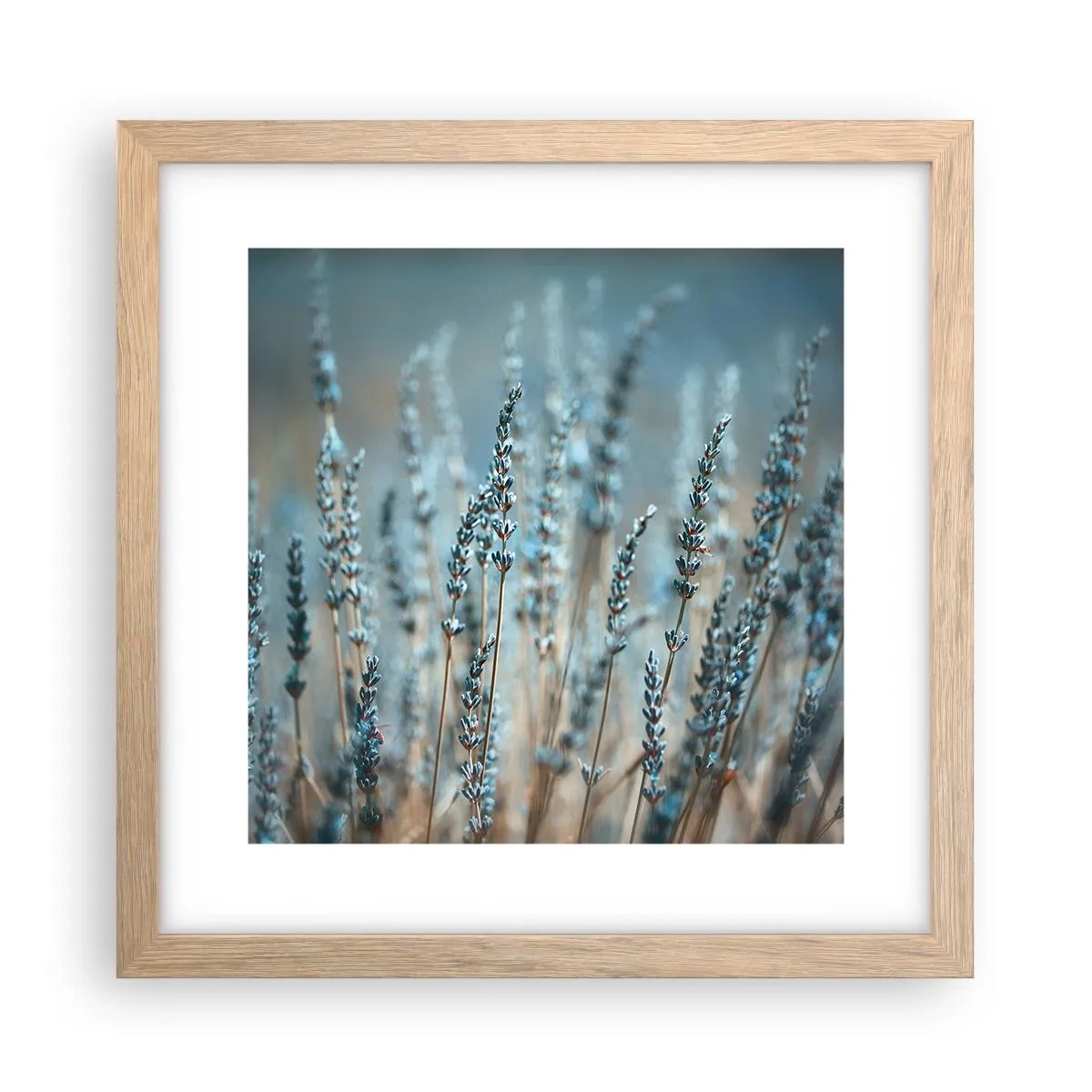 Plakat w ramie jasny dąb - Pachnący łan - 30x30 cm