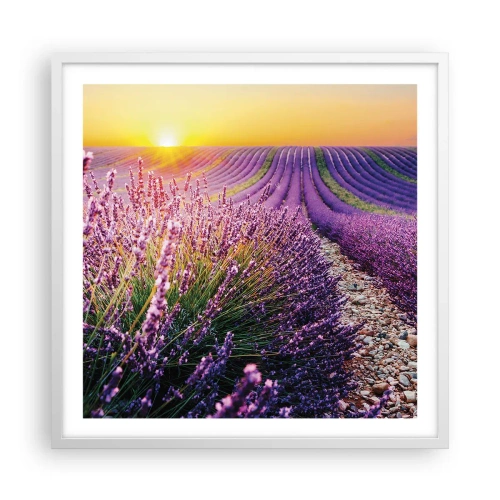 Plakat w białej ramie - Pachnący łan - 60x60 cm