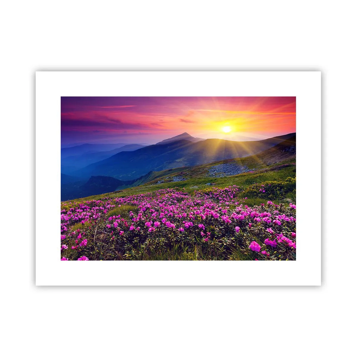 Plakat - … A dokoła pachnie kosodrzewina i wonieją zioła - 40x30 cm