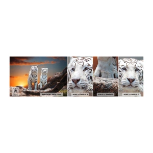 Fototapeta Próbka Standard Eco - Zupełnie jak w Narni - Zwierzęta, Tygrys, Zachód Słońca - 100x30 cm