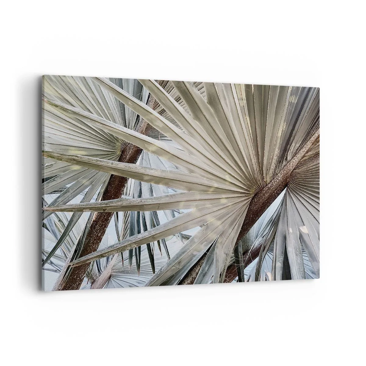 Obraz na płótnie - Liście palmowe w naturalnych odcieniach zieleni na zbliżeniu - 120x80cm - Wachlarze w tropikach - Nowoczesna dekoracja ścienna do salonu, kuchni i sypialni ARTTOR