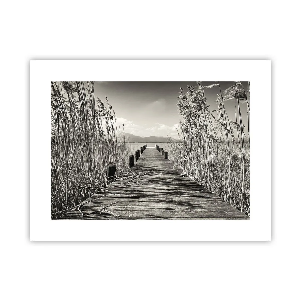 Plakat - W zaciszu traw - 40x30 cm