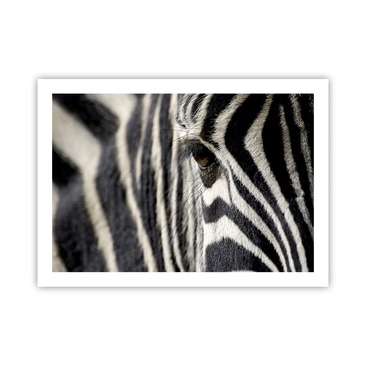 Plakat - Portret w paski - 70x50 cm