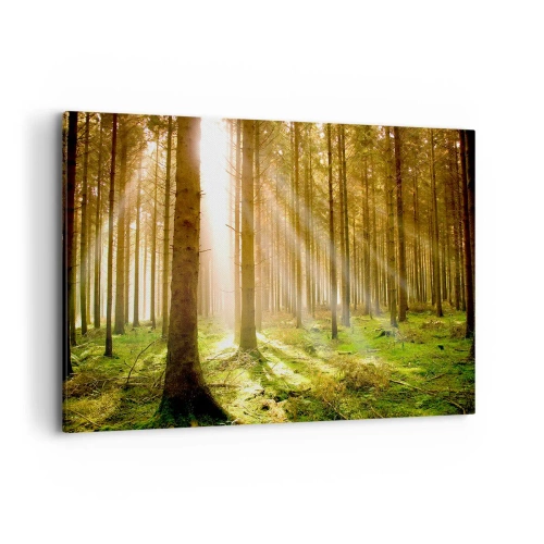 Obraz na płótnie - Las iglasty z promieniami słońca przebijającymi przez drzewa - 120x80cm - Zaraz pojawią się elfy - Nowoczesna dekoracja ścienna do salonu, kuchni i sypialni ARTTOR