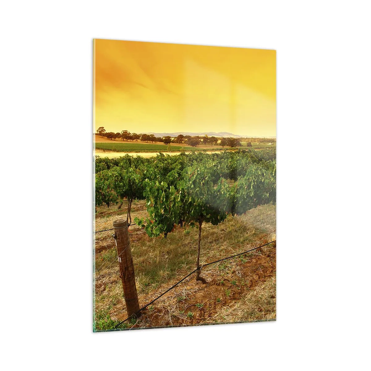 Obraz na szkle - Winorośl w ciepłym świetle zachodzącego słońca - 50x70cm - Napić się słońca - Nowoczesna dekoracja ścienna do salonu, kuchni i sypialni ARTTOR