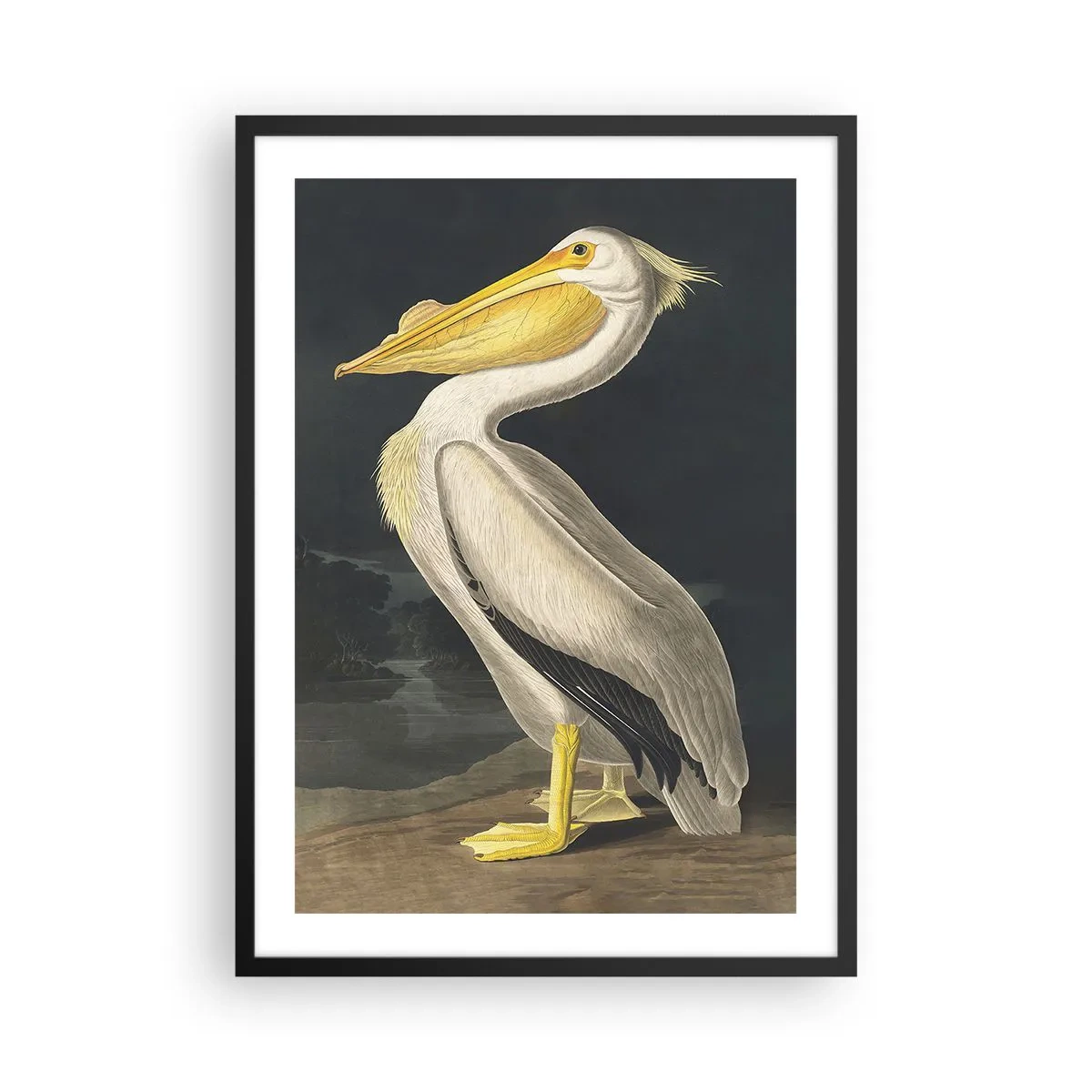 Plakat w czarnej ramie - Pełen dumy - Pelikan w klasycznej ilustracji na ciemnym tle - 50x70cm