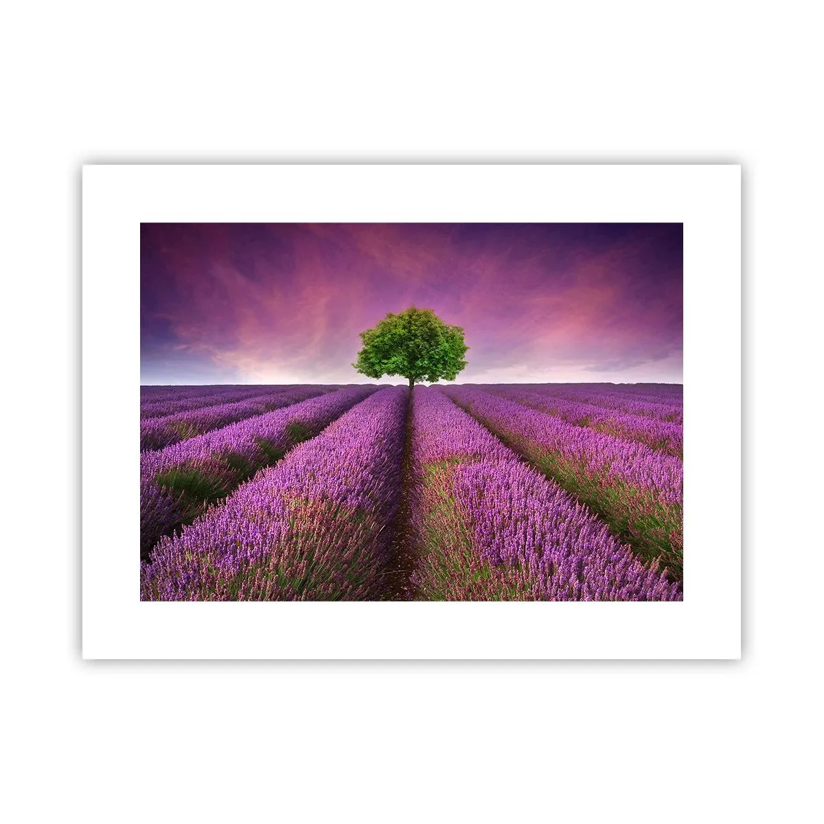 Plakat - Na lawendowych polach - 40x30 cm