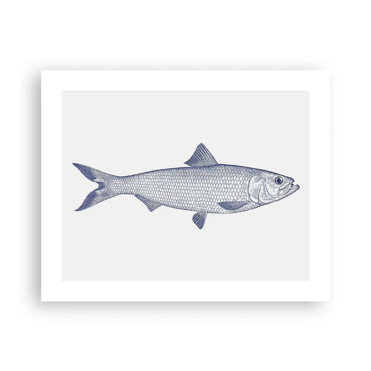 Plakat - Pozdrowienia z północnych mórz - 50x40 cm