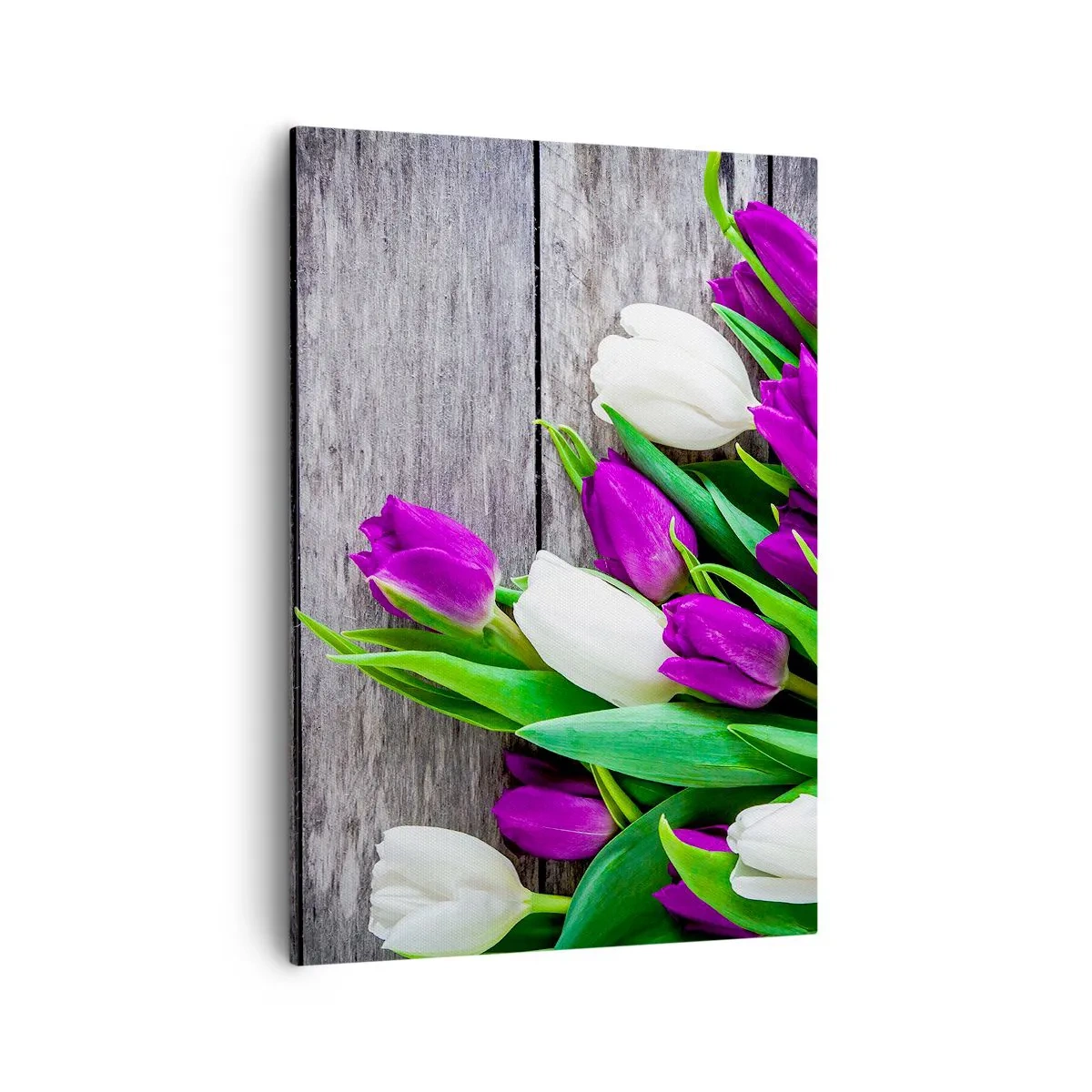 Obraz na płótnie - Bukiet fioletowych i białych tulipanów na drewnianym tle - 50x70cm - W dniu wiosennego święta - Nowoczesna dekoracja ścienna do salonu, kuchni i sypialni ARTTOR