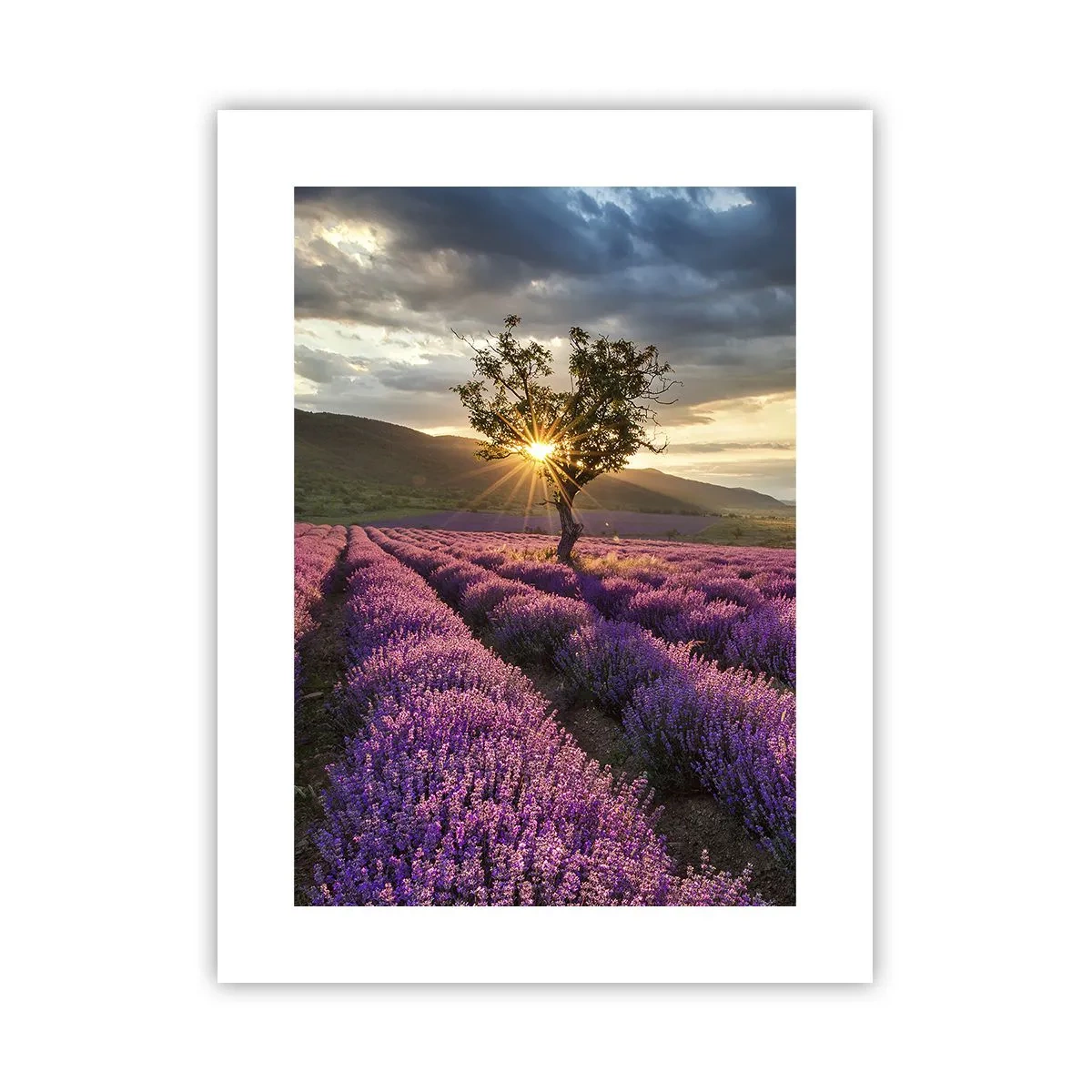 Plakat - Aromat w kolorze lila - 30x40 cm