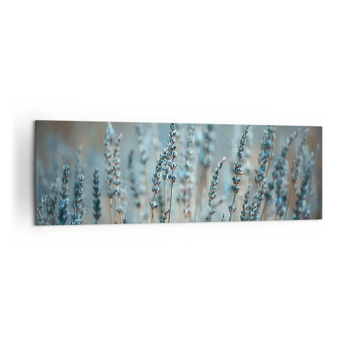 Obraz na płótnie - Lawenda na polu w subtelnej pastelowej tonacji - 160x50cm - Pachnący łan - Nowoczesna dekoracja ścienna do salonu i sypialni ARTTOR