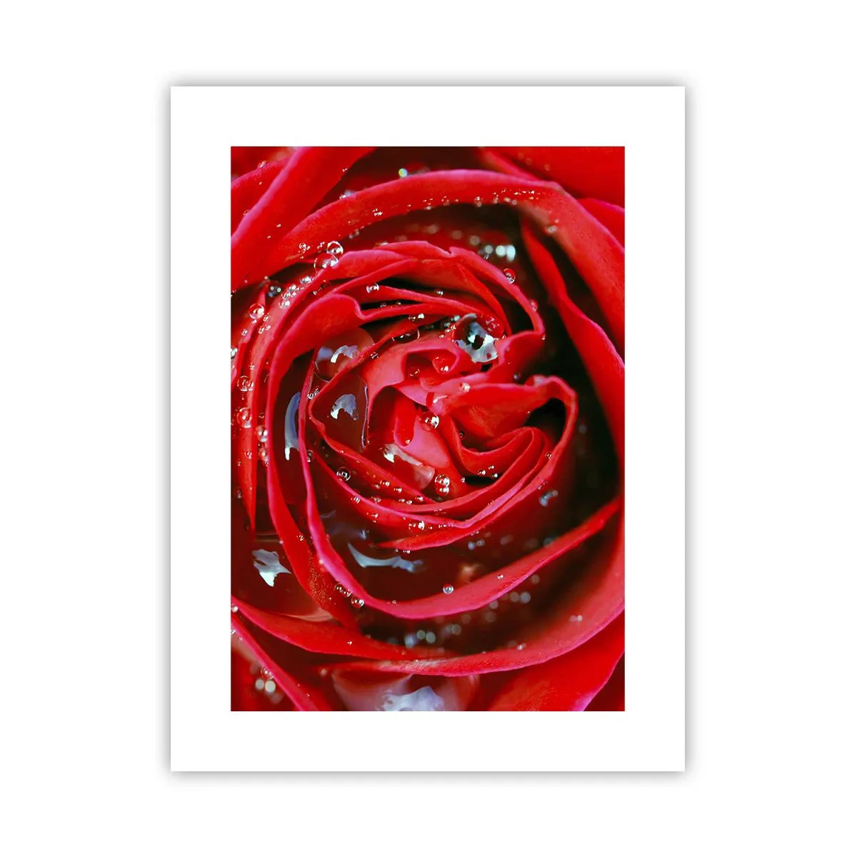 Plakat - W kroplach rosy - 30x40 cm