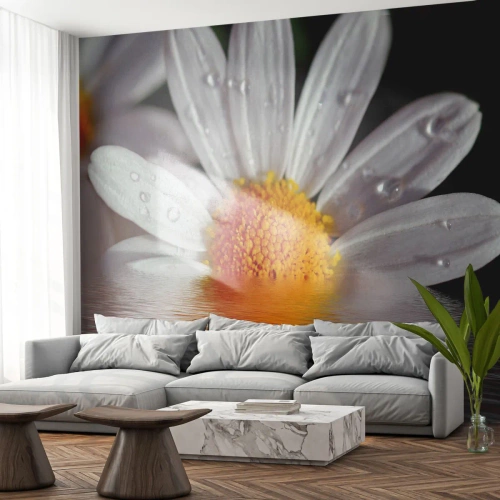 Fototapeta Samoprzylepna Deluxe Sticker - Wschodzące słońce margaretki - Kwiat, Rumianek, Natura - 250x175 cm