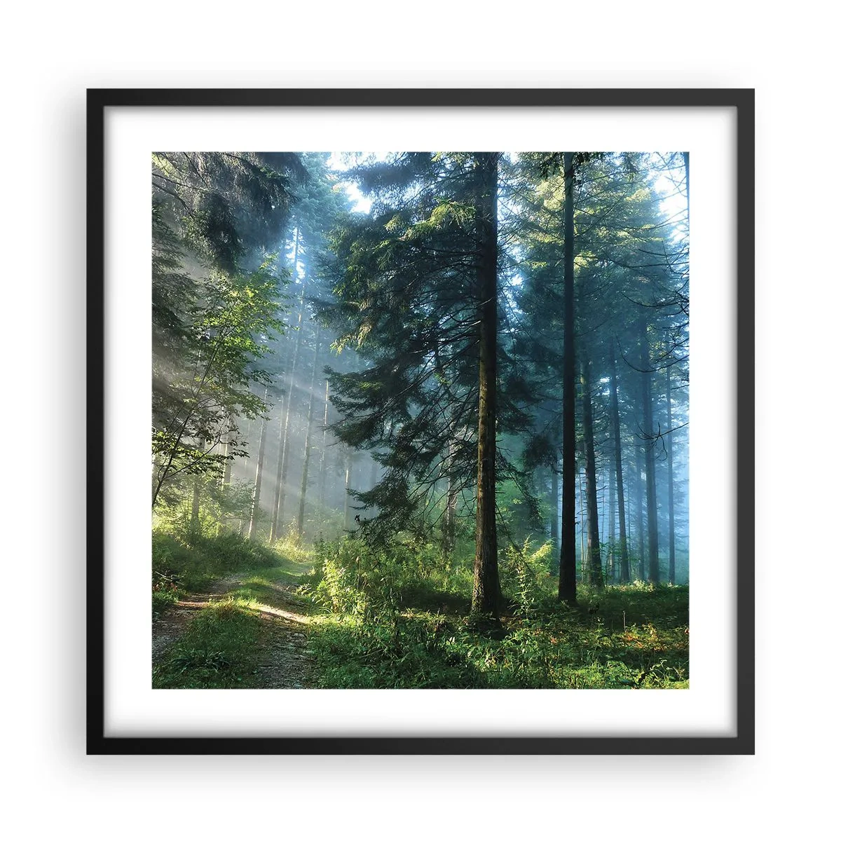 Plakat w czarnej ramie - Rozpromieniony o poranku - 50x50 cm
