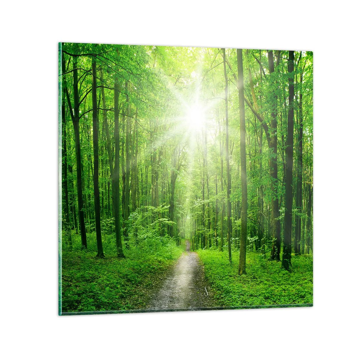 Obraz na szkle - Zielona katedra - 50x50 cm