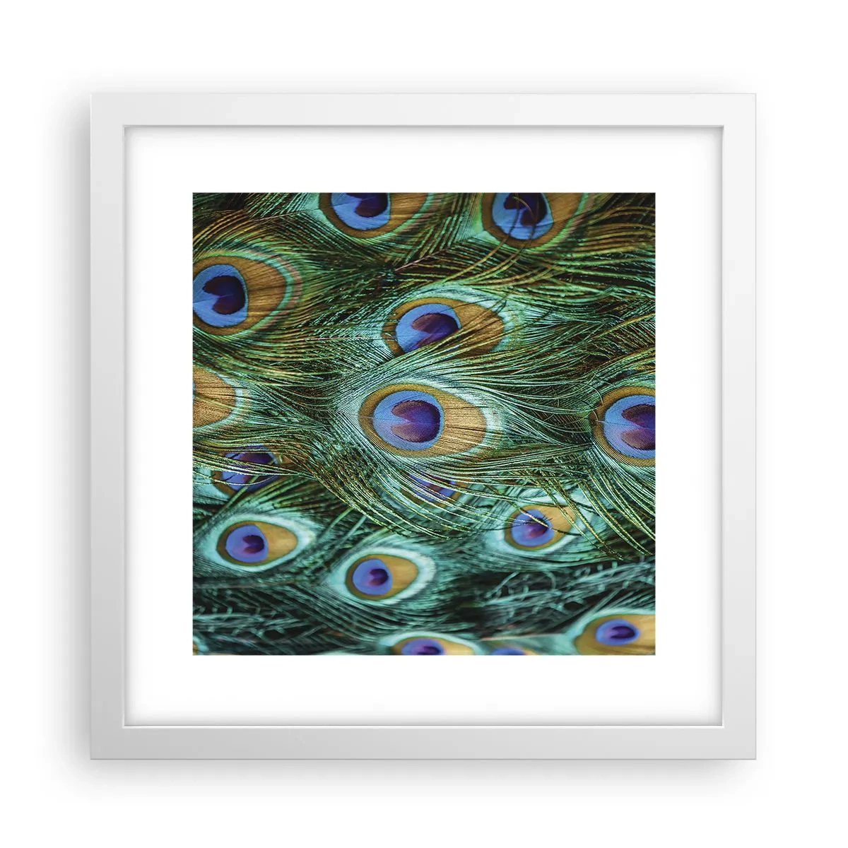 Plakat w białej ramie - Pawiookie spojrzenie - 30x30 cm