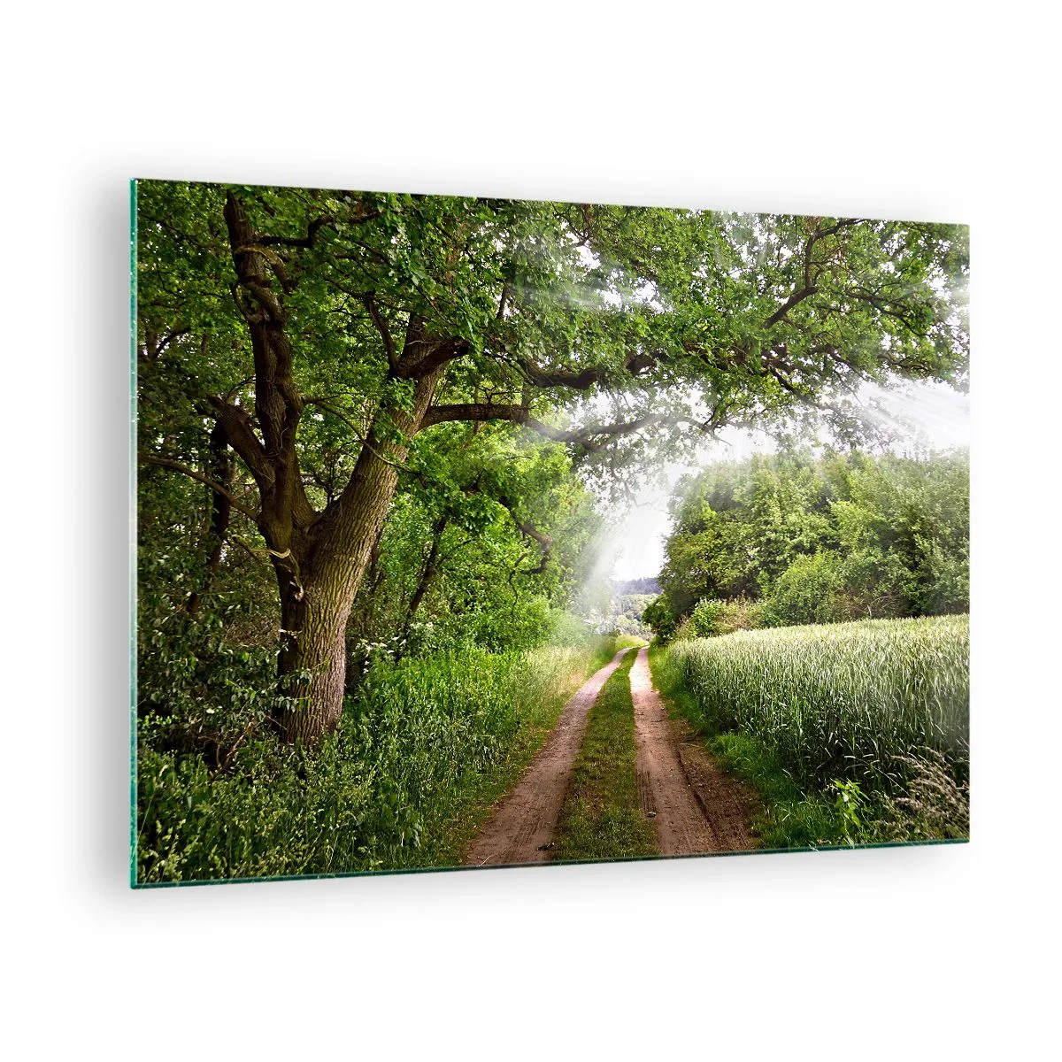 Obraz na szkle - Leśna droga otoczona zielenią w promieniach słońca - 70x50cm - Et in Arcadia ego - Nowoczesna dekoracja ścienna do salonu i sypialni ARTTOR