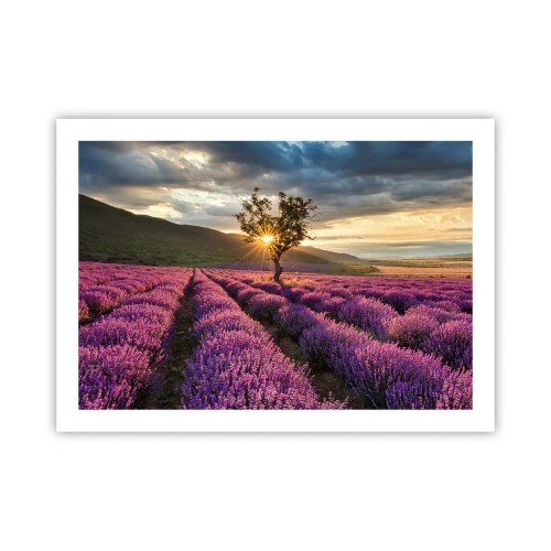 Plakat - Aromat w kolorze lila - 70x50 cm