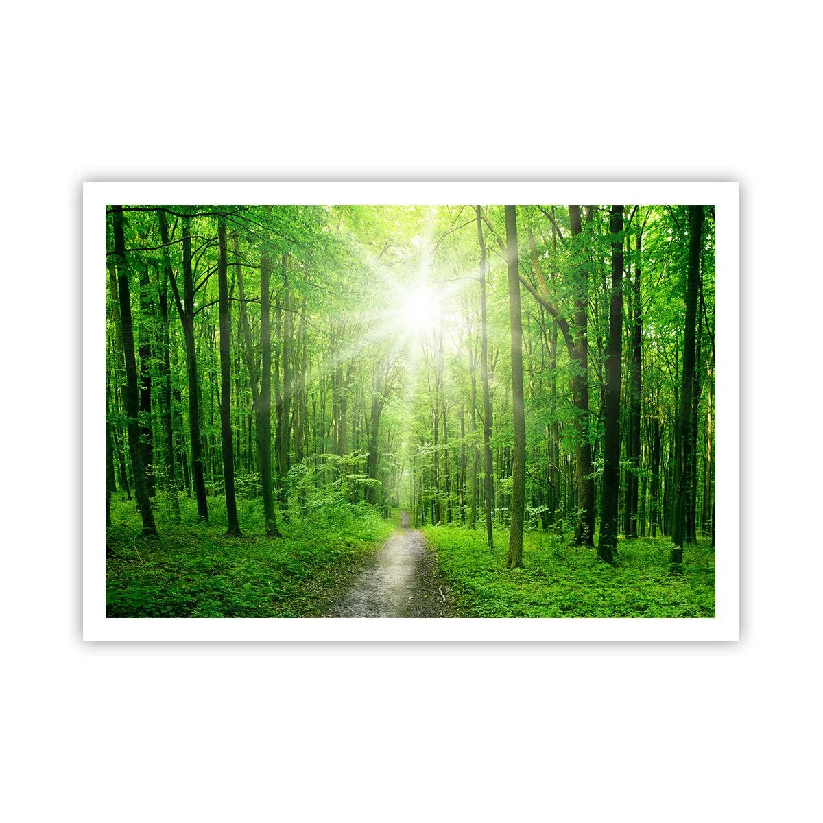 Plakat - Ścieżka w lesie z promieniami słońca - 100x70cm - Zielona katedra - Nowoczesna dekoracja ścienna do salonu i sypialni ARTTOR